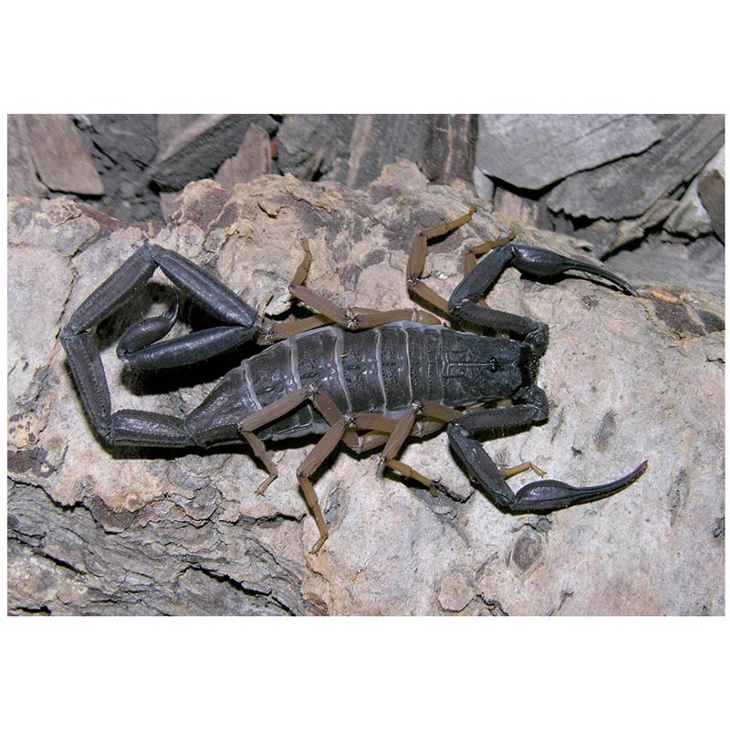 Scorpion Centruroides gracilis (Brown bark scorpion) - imagine 5